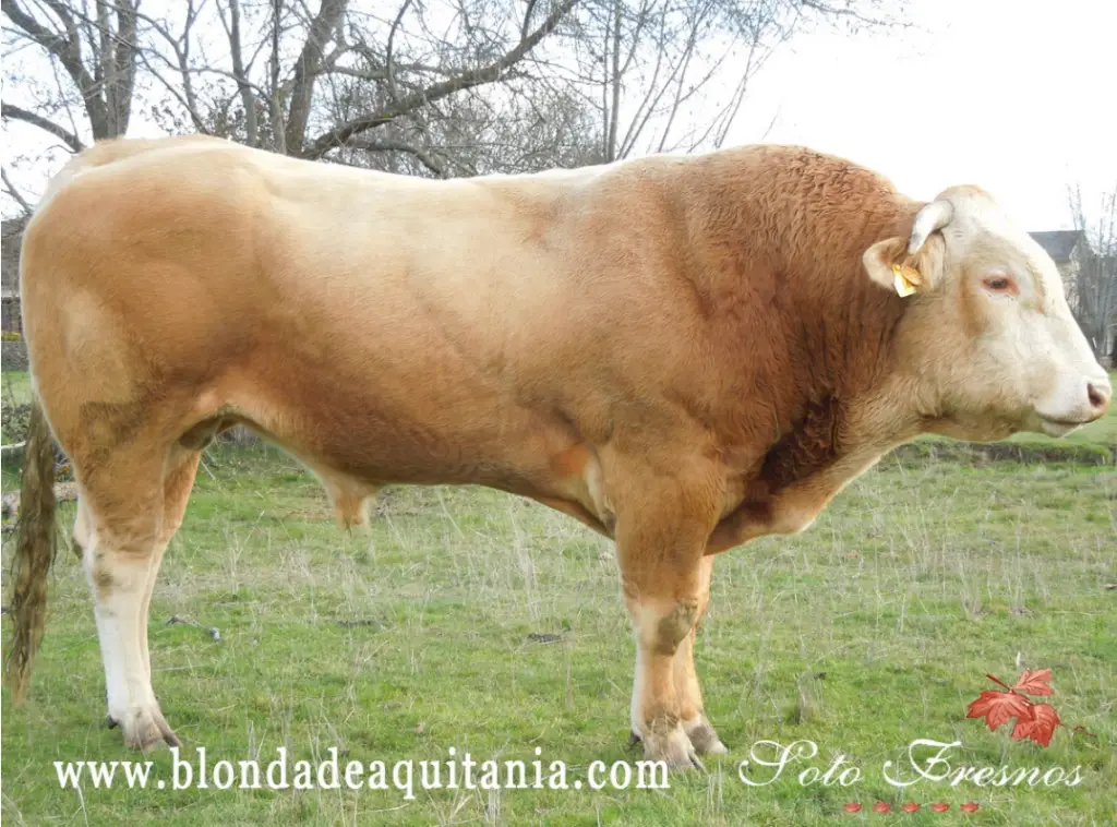 Blonda de Aquitania