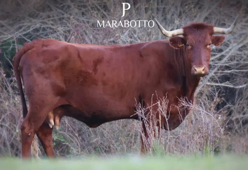 Marabotto