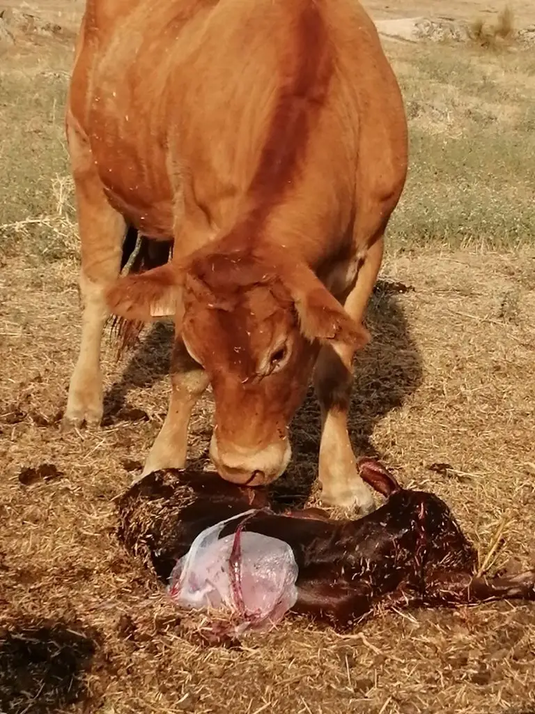 Bovitecnia una granja rentable