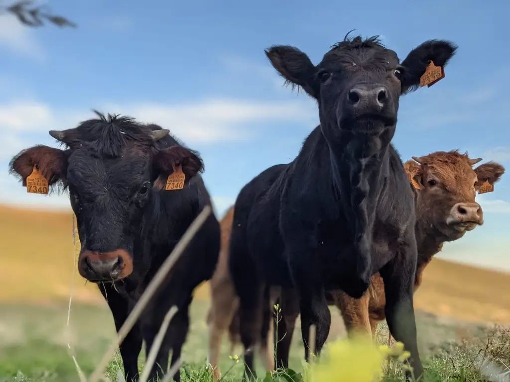 Vacas sanas Bovitecnia
