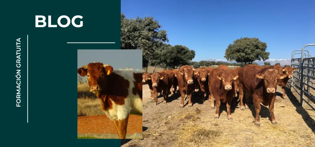 Bovitecnia blog vacas